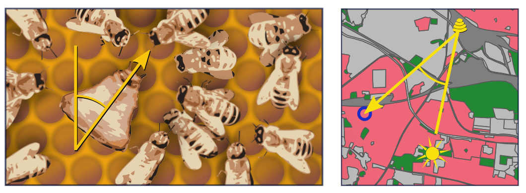 The direction of the waggle dance gives a bearing of the location of a resource in the field